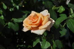DSC_7589