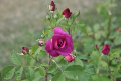 DSC_8000