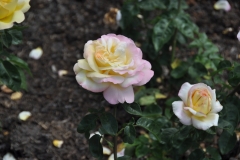 DSC_8198