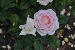 DSC_8201