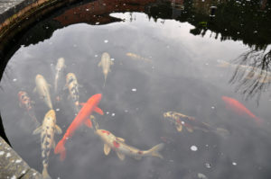 Unser Koi Teich
