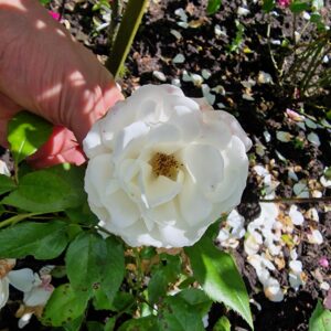 weiße Polyantha 109