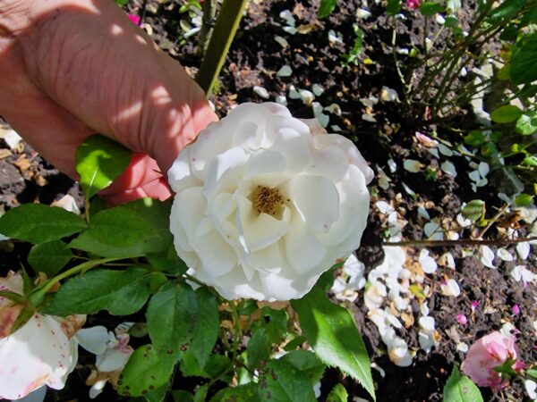 weiße Polyantha 109