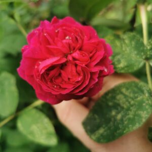Rose de Resht 121