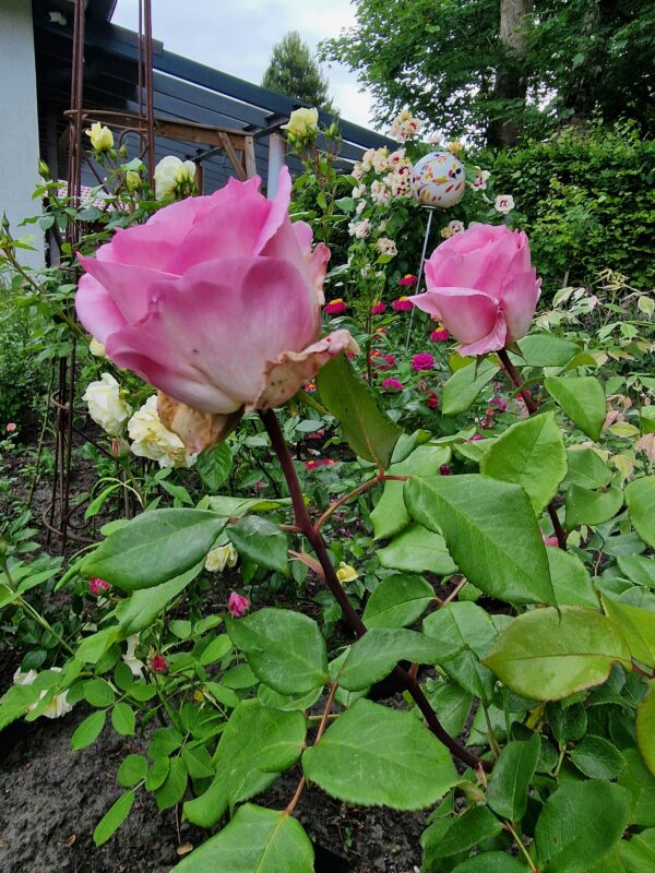 Beverly 129 – Bild 2