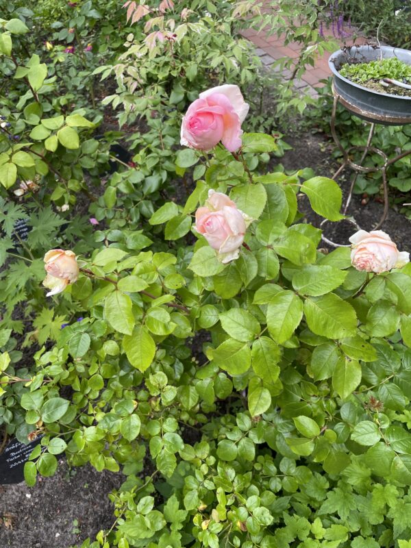 Meine Rose 136 – Bild 2