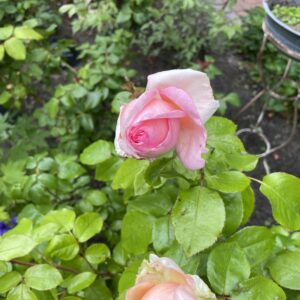 Meine Rose 136