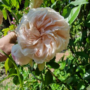 Eden Rose 139