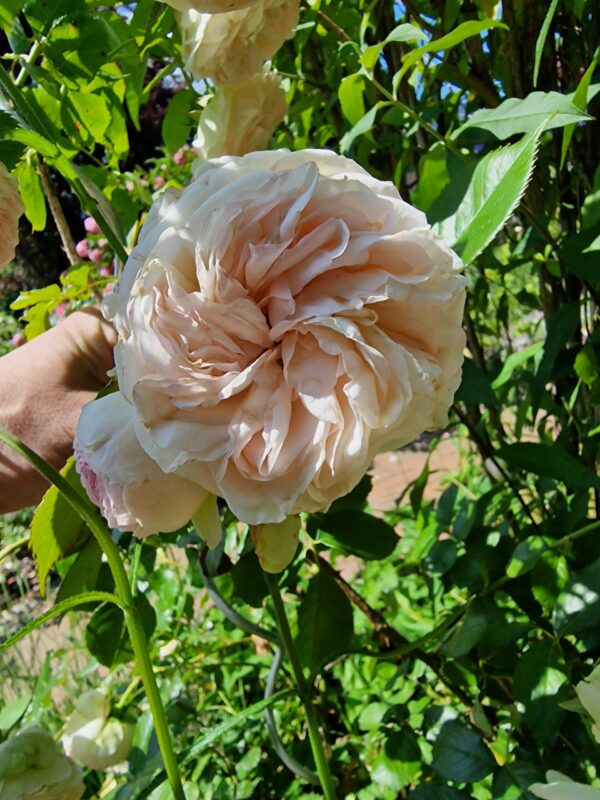 Eden Rose 139
