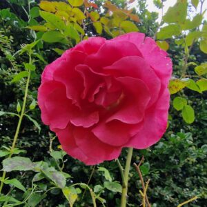 Romanze 140
