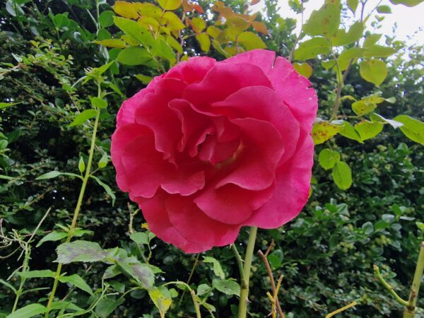 Romanze 140