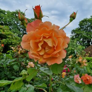 Westerland 144