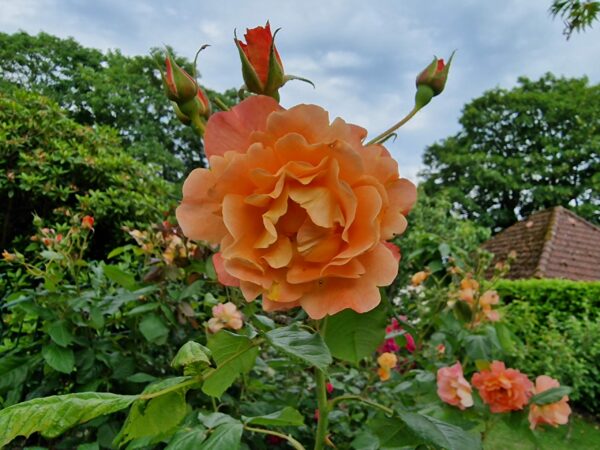 Westerland 144