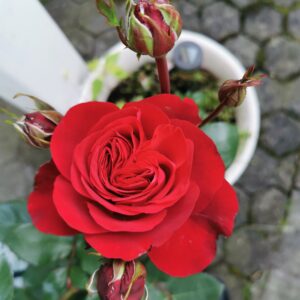 Störtebeker 147