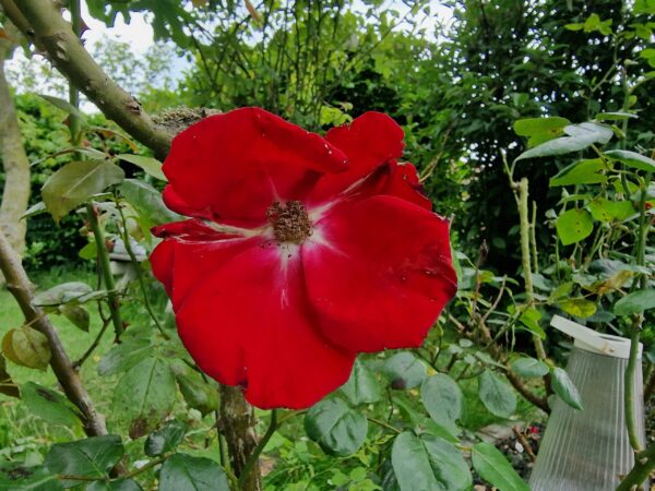 Castella 148 – Bild 2