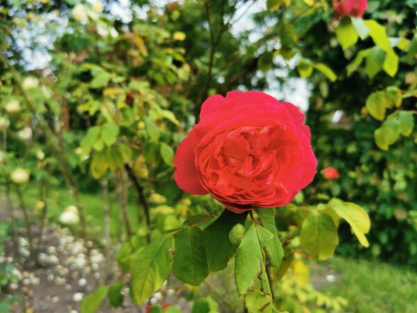 Benjamin Britten 16 – Bild 2