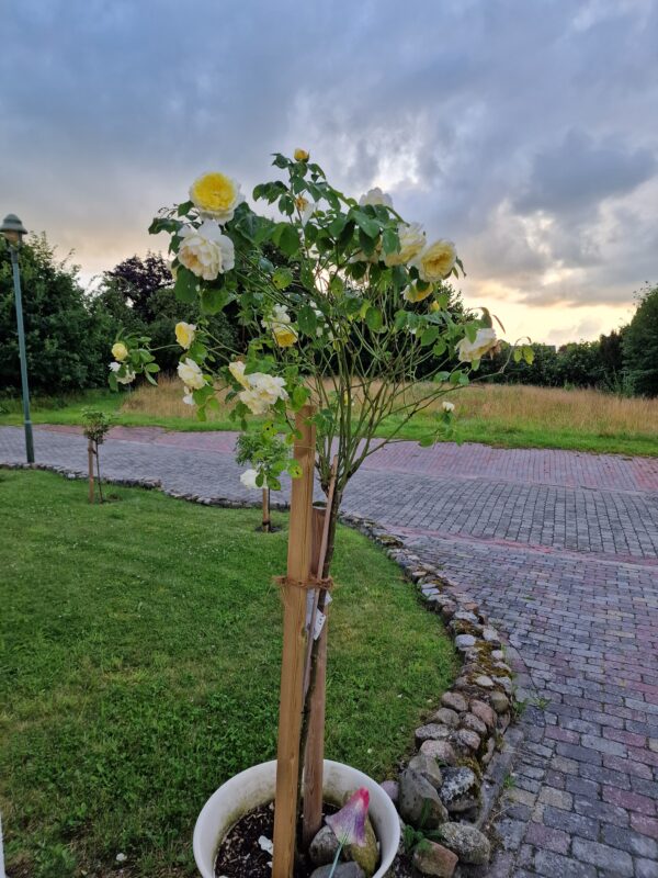 The Pilgrim 158 – Bild 2