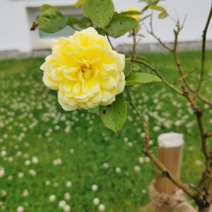 Yellow Meilove 161