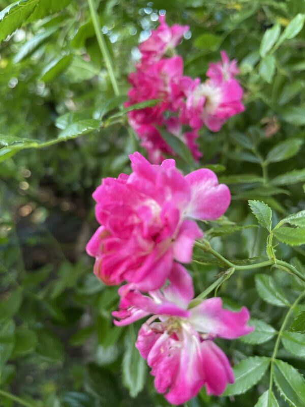Super Excelsa - 163 – Bild 3