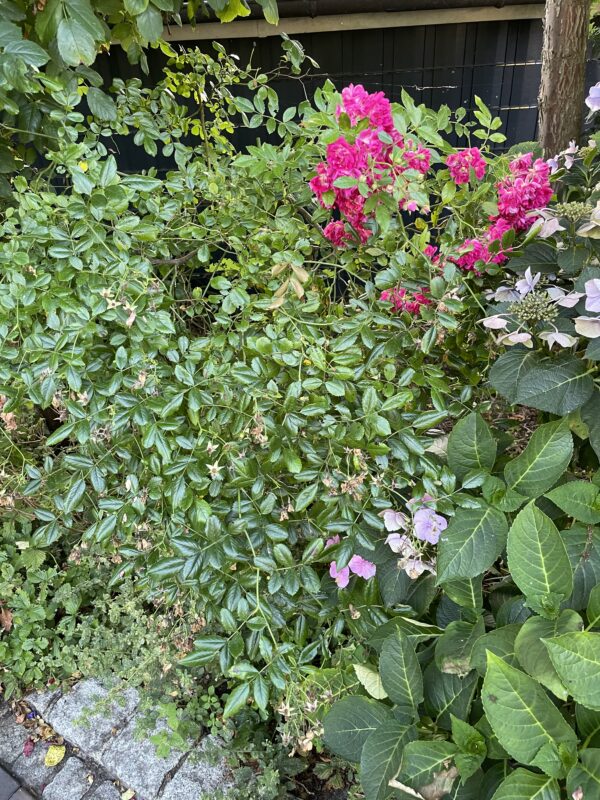 Super Excelsa - 165 – Bild 2