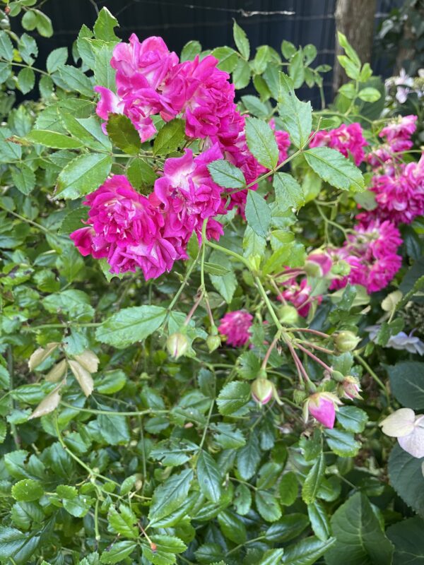 Super Excelsa - 165