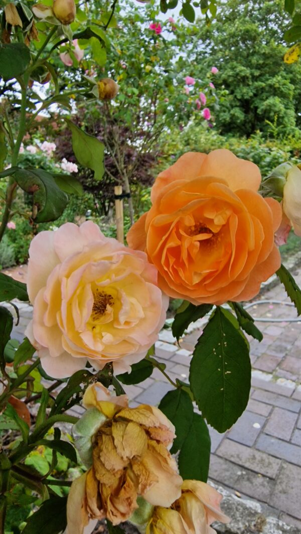 Lady Emma Hamilton - 167