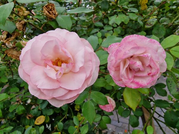 Mini Eden Rose - 168