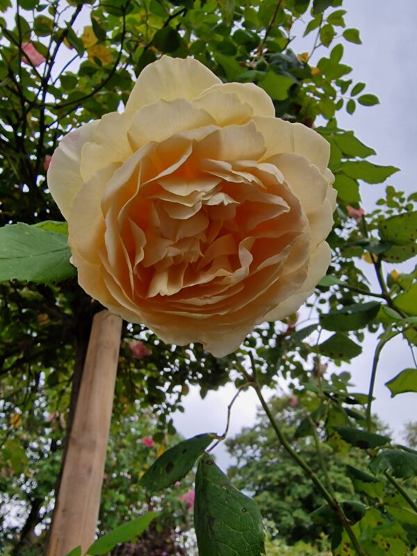 Golden Celebration - 169
