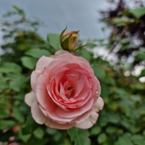 Mini Eden Rose - 173