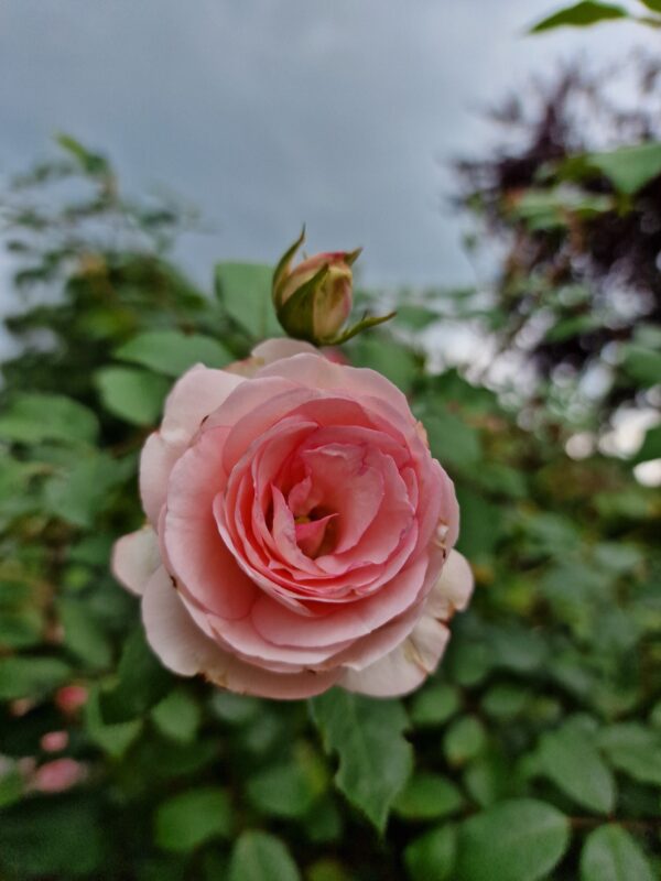 Mini Eden Rose - 173