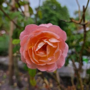 Lady Emma Hamilton - 174
