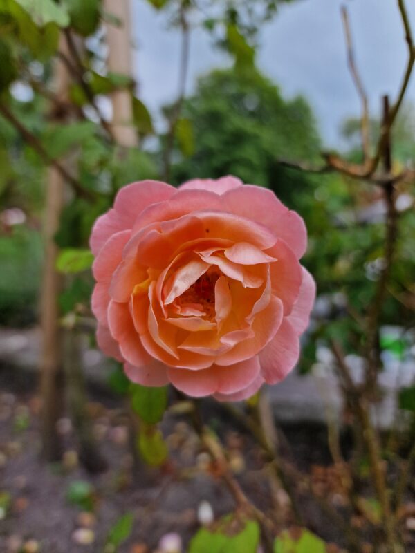 Lady Emma Hamilton - 174