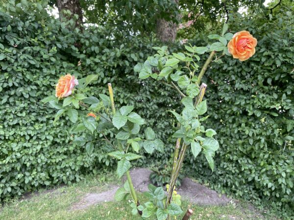 Mocki Rose 194 – Bild 2
