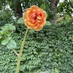 Mocki Rose 194