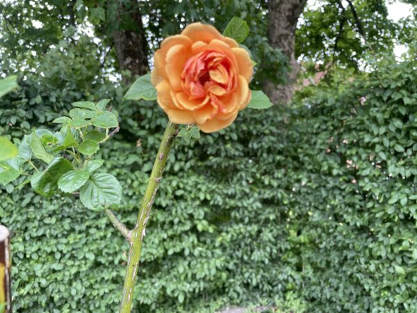 Mocki Rose 194