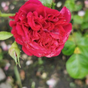 Kordes Bordeaux 34