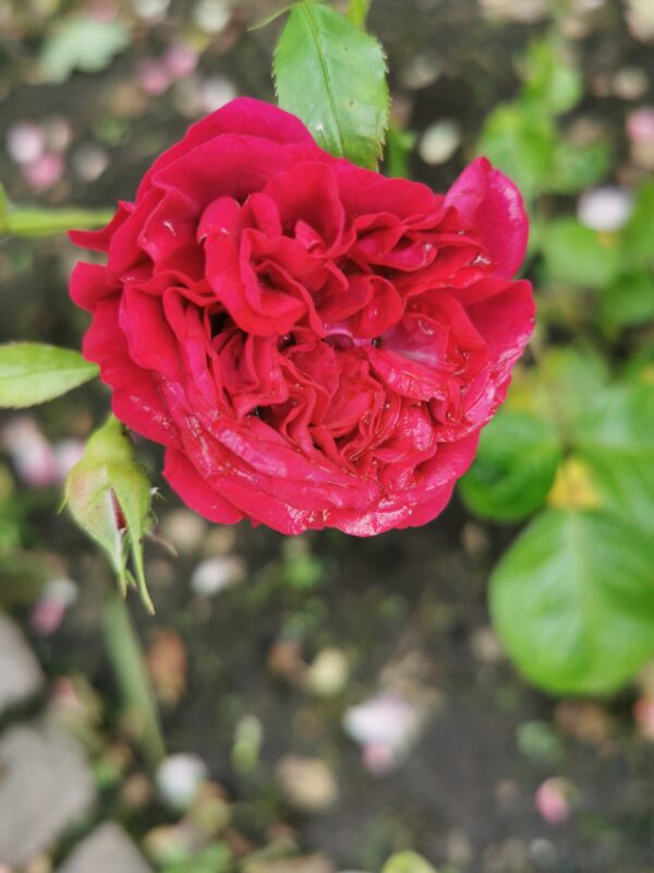 Kordes Bordeaux 34