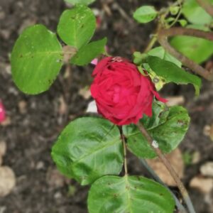 Red Eden Rose 35