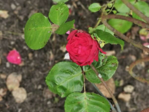 Red Eden Rose 35