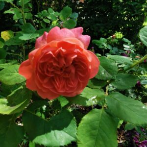 Boscobel 40