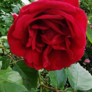 Genzi Rose 41