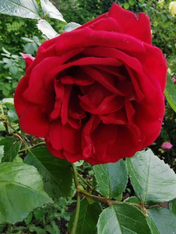 Genzi Rose 41
