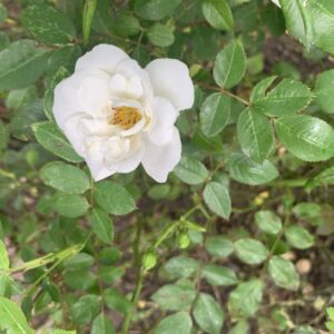 White Meidiland 42