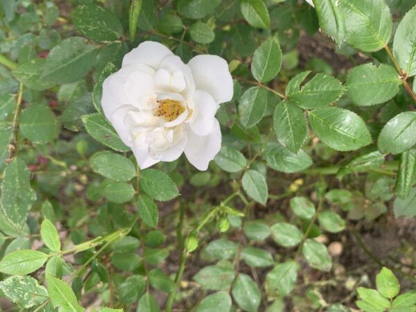 White Meidiland 42