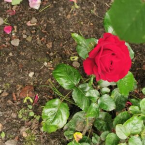 Rosa Draga Fayla 44