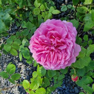 Princess Alexandra of Kent 47