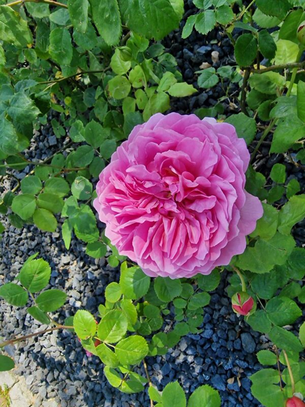 Princess Alexandra of Kent 47