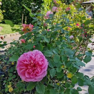 Boscobel 49