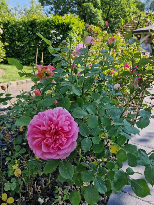 Boscobel 49