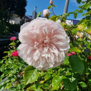 Generous Gardener 56